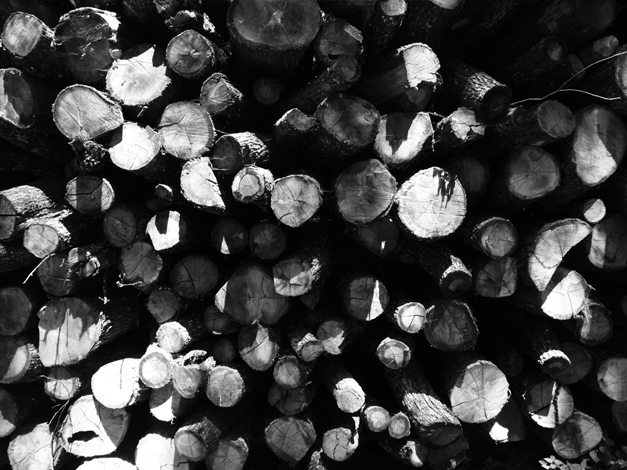wood, troncs, noir et blanc, trunk